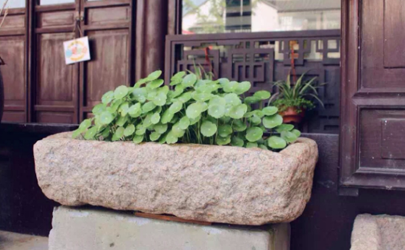 銅錢草長得很高怎么辦 銅錢草怎么防止徒長