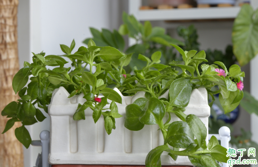 牡丹吊蘭老不開花正常嗎 牡丹吊蘭怎樣養(yǎng)才花開旺盛2