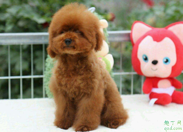 泰迪為何天生很色 為什么泰迪睡覺摸它會抬腿2