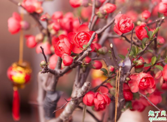 剛買的花換盆土很濕還用澆水嗎 花市買花為什么養(yǎng)不活3