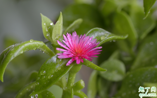 牡丹吊蘭老不開花正常嗎 牡丹吊蘭怎樣養(yǎng)才花開旺盛3