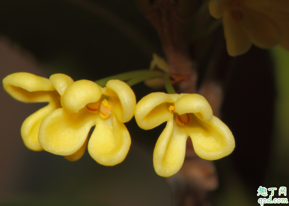 桂花在室內(nèi)怎么養(yǎng) 桂花抗凍多少度3