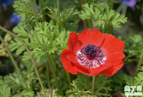 銀蓮花黃葉的原因是什么原因 銀蓮花黃葉怎么補(bǔ)救3