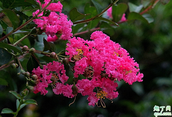 百日紅在室內(nèi)養(yǎng)植好不好 百日紅怎么養(yǎng)長(zhǎng)得旺盛3