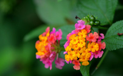 如意花可以水養(yǎng)嗎 如意花怎樣水養(yǎng)花開的旺盛