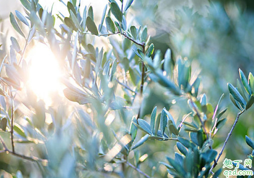 烏欖怎么嫁接成活率高 烏欖養(yǎng)植需要注意哪些事項(xiàng)2