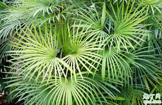 棕竹為啥老是黃葉 棕竹總愛黃葉怎么補救1