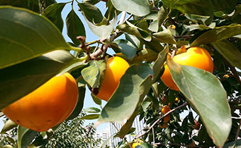 柿子葉減肥多久見效 柿子葉還有哪些用途