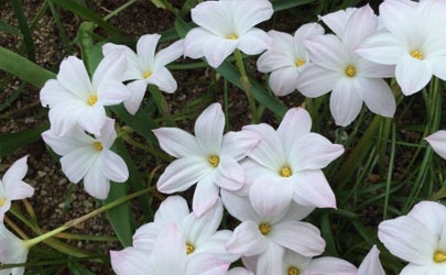 風雨蘭一年四季開花么? 風雨蘭怎樣養(yǎng)花開不斷