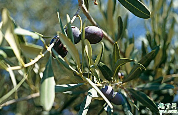 烏欖怎么嫁接成活率高 烏欖養(yǎng)植需要注意哪些事項(xiàng)1