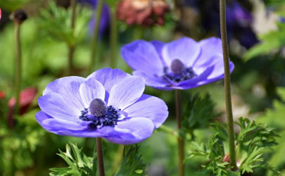 銀蓮花黃葉的原因是什么原因 銀蓮花黃葉怎么補救