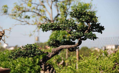 象牙樹好養(yǎng)活嗎 象牙樹怎么養(yǎng)長得旺盛