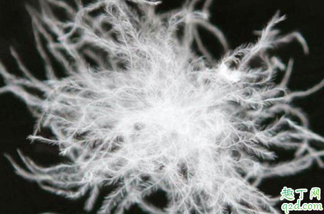 90白鵝絨和90白鴨絨哪個(gè)好 白鴨絨和白鵝絨味道難聞嗎2