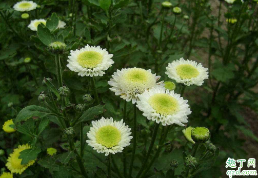 多頭菊生長期一定要摘心嗎 多頭菊花期結(jié)束之后要怎么打理2