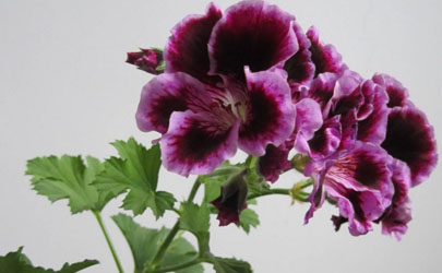 蝴蝶梅好養(yǎng)活嗎 蝴蝶梅怎樣養(yǎng)易成活