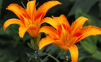 野生鮮黃花菜怎么弄沒毒 黃花菜中毒如何自救