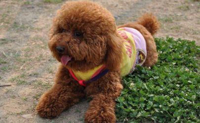 泰迪為何天生很色 為什么泰迪睡覺摸它會抬腿