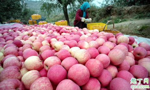 片紅蘋果與條紅蘋果哪個(gè)營養(yǎng)高 片紅蘋果和條紅蘋果怎么選擇1