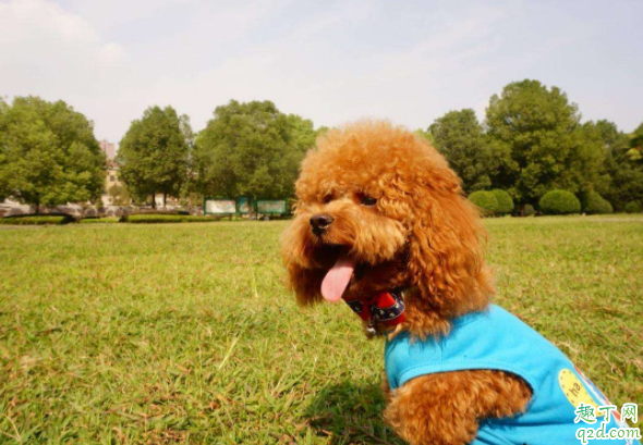 泰迪為何天生很色 為什么泰迪睡覺摸它會抬腿3