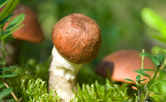 新鮮牛肝菌保質(zhì)期多長時間 新鮮牛肝菌如何儲存