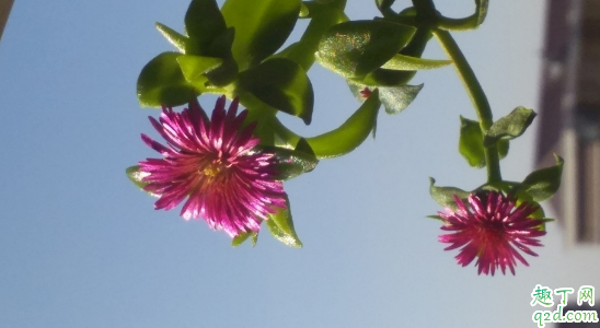 牡丹吊蘭啥時候種成活率高 種牡丹吊蘭時哪些是要注意的2