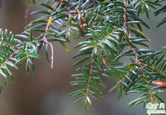 鐵杉好養(yǎng)活嗎 鐵杉怎么樣長(zhǎng)得旺盛3