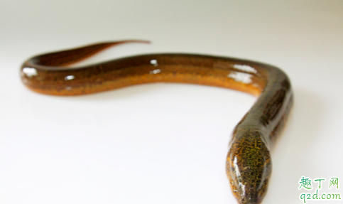 養(yǎng)野生黃鱔一年可以賺多少錢(qián) 2020野生黃鱔前景怎么樣3