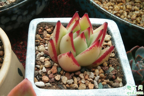 多肉烏木好養(yǎng)嗎 烏木多肉怎么養(yǎng)長得快2