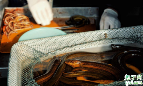 養(yǎng)野生黃鱔一年可以賺多少錢(qián) 2020野生黃鱔前景怎么樣2