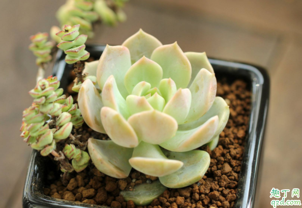 秋天多肉能不能淋雨 秋天多肉淋雨會死嗎2