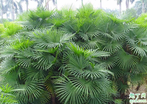 棕竹容易養(yǎng)嗎 養(yǎng)棕竹哪些事項是要注意的3