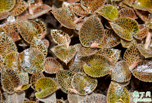 金線蓮多少錢一斤 金線蓮哪里的品種最好1
