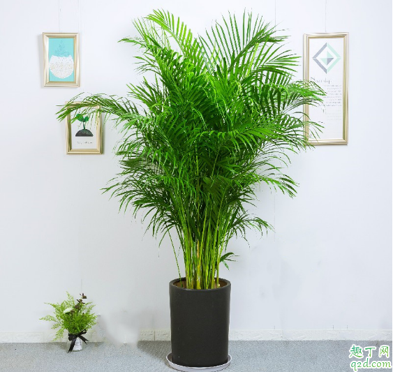 袖珍椰子放臥室好嗎 怎樣養(yǎng)袖珍椰子長(zhǎng)的大1