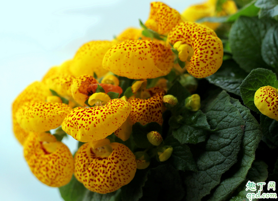 ?荷苞花好養(yǎng)活不 荷苞花怎樣養(yǎng)花開旺盛2