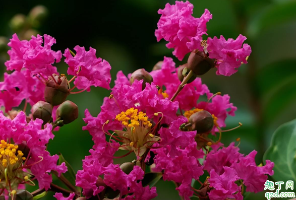 百日紅在室內(nèi)養(yǎng)植好不好 百日紅怎么養(yǎng)長(zhǎng)得旺盛1