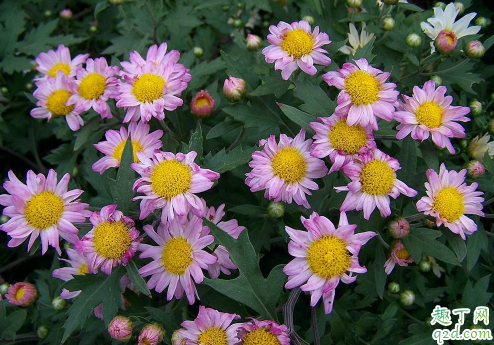 多頭菊生長期一定要摘心嗎 多頭菊花期結(jié)束之后要怎么打理3