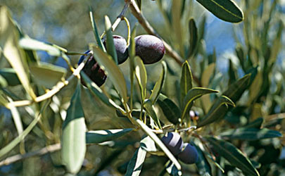 烏欖怎么嫁接成活率高 烏欖養(yǎng)植需要注意哪些事項