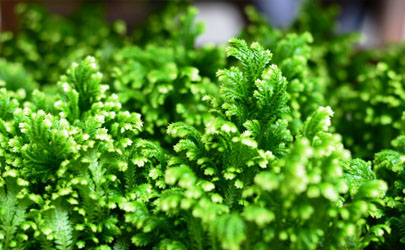 卷柏可以水培嗎 養(yǎng)卷柏哪些事項是要注意的