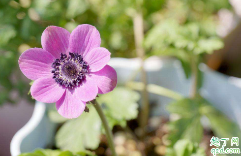 銀蓮花黃葉的原因是什么原因 銀蓮花黃葉怎么補(bǔ)救2