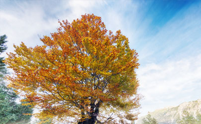 七葉樹又叫菩提樹嗎 七葉樹與菩提樹的區(qū)別在哪