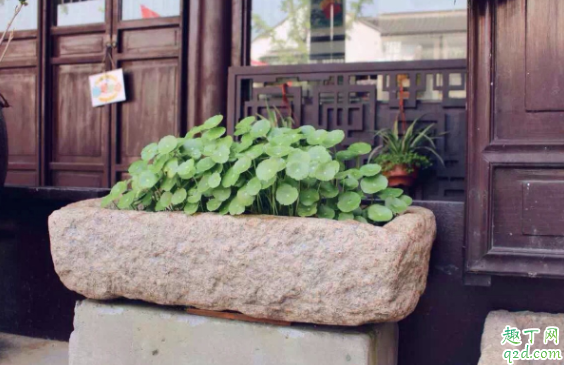 銅錢草長得很高怎么辦 銅錢草怎么防止徒長1