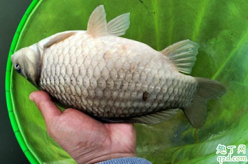 冬季晴天1到8度怎么釣魚 冬天八度左右釣深水還是淺水2