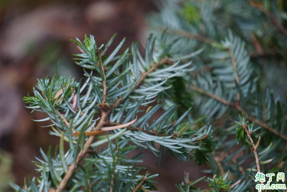鐵杉好養(yǎng)活嗎 鐵杉怎么樣長(zhǎng)得旺盛1