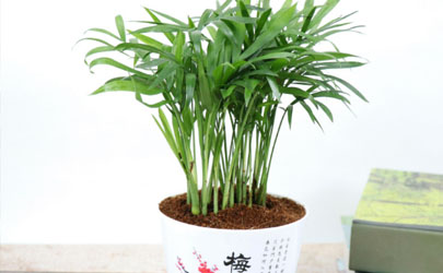 袖珍椰子好養(yǎng)不 養(yǎng)袖珍椰子需注意什么