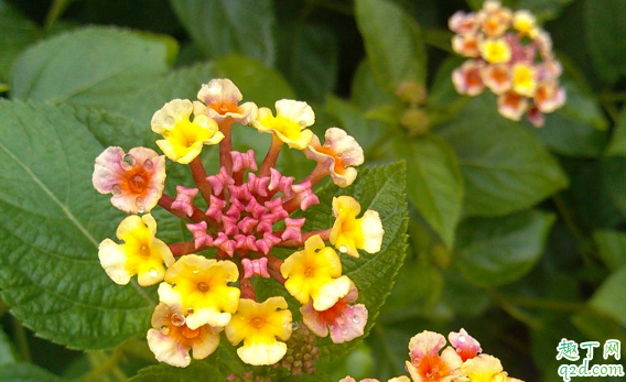 如意花可以水養(yǎng)嗎 如意花怎樣水養(yǎng)花開的旺盛3