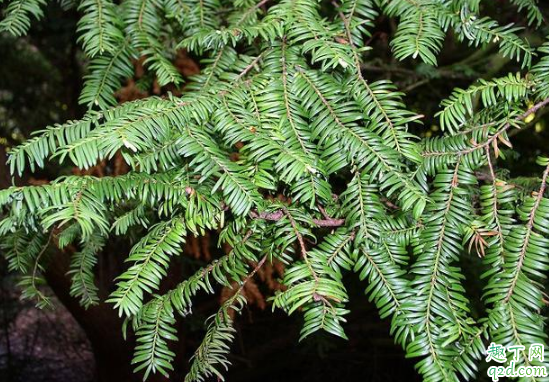 鐵杉好養(yǎng)活嗎 鐵杉怎么樣長(zhǎng)得旺盛2