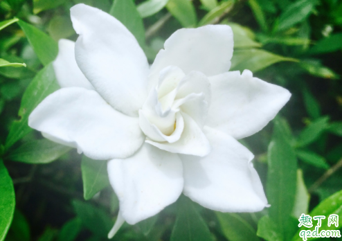 為什么水晶茉莉的花苞會掉 水晶茉莉掉花苞怎么補救3