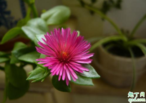 牡丹吊蘭老不開花正常嗎 牡丹吊蘭怎樣養(yǎng)才花開旺盛1