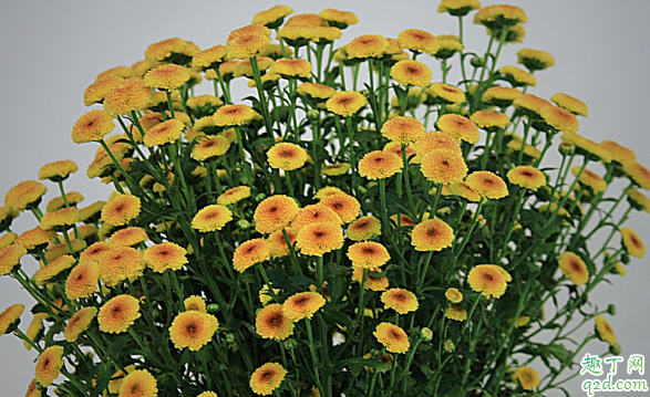 多頭菊花期是啥時候 多頭菊花期結束之后要怎么打理3