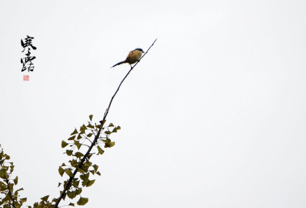 2020年寒露能登記結婚嗎 2020年寒露可以結婚擺酒席嗎4